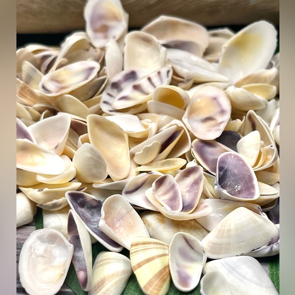100 Florida Assorted Shells Coquinas, Tellins, Wedge Mixed 
Collect DIY Crafting - Picture 10 of 16